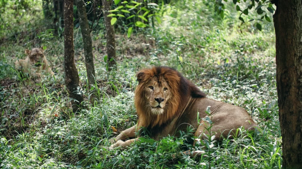 Bannerghatta National Park