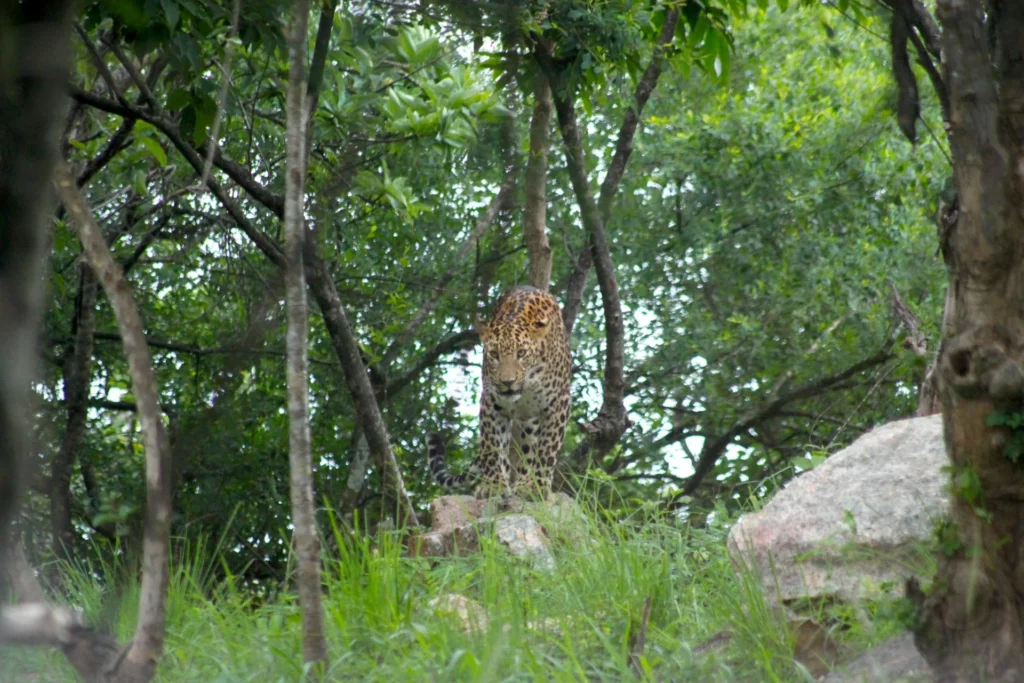 Bannerghatta zoo bangalore