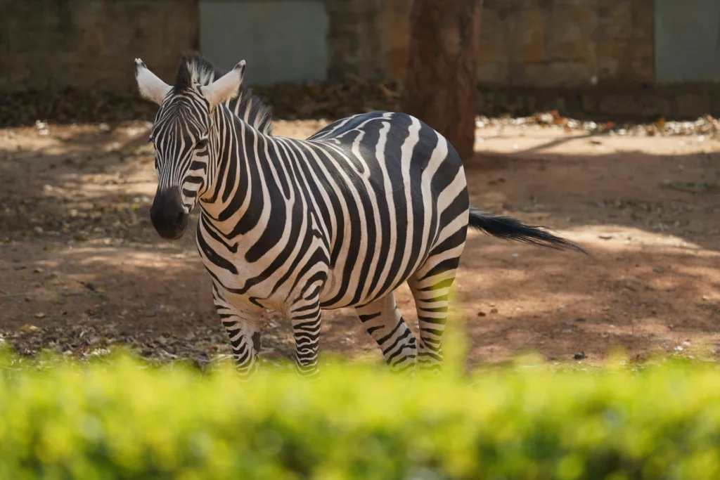 bannerghatta national zoo