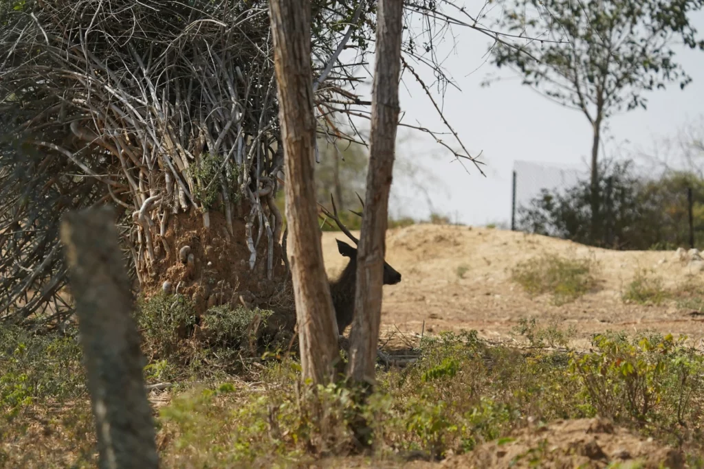 bannerghatta zoo in bangalore