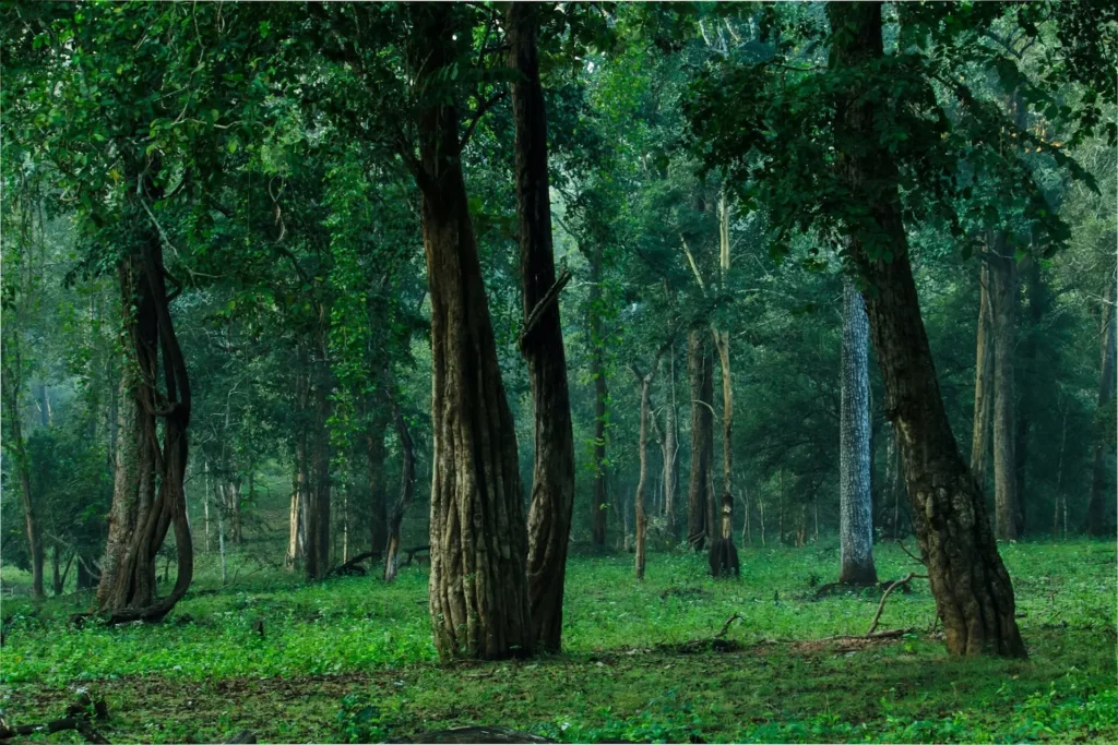 kabini forest