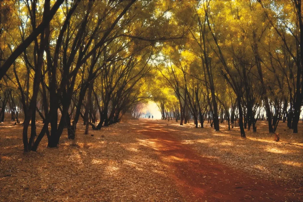 Cubbon Park Bangalore