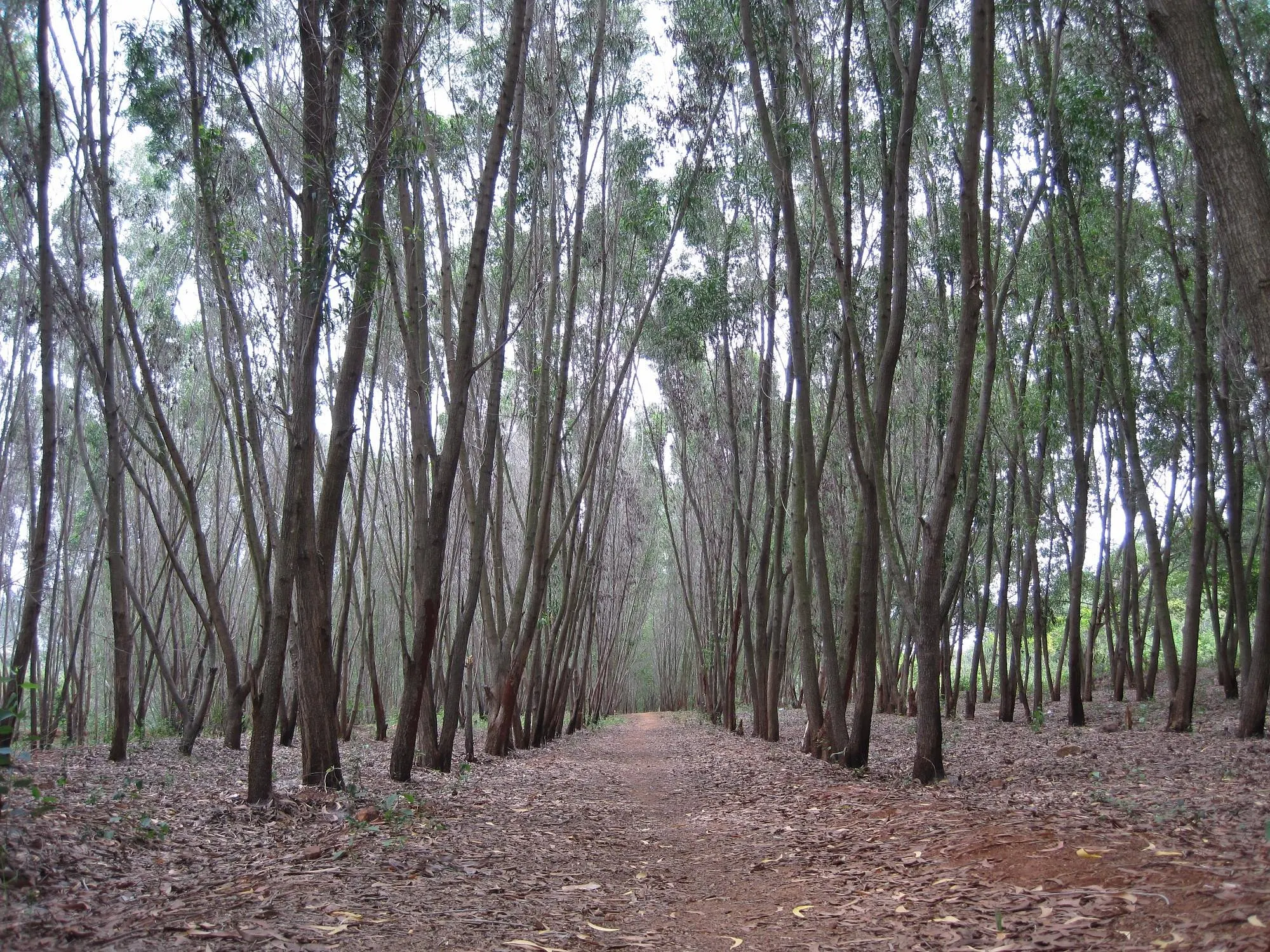 Turahalli Forest entry